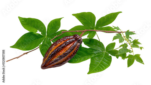 Ripe cocoa pod with leaves isolated on transparent background, ready to harvest photo