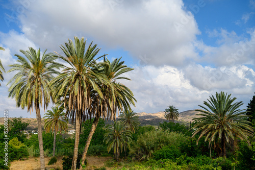 Palm Tree Alley with Mountain View in Lefke, Cyprus