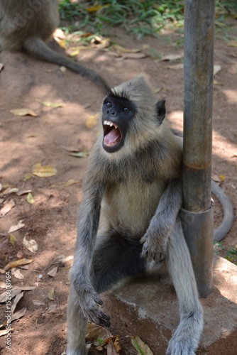 singe langur gris touffu (emnopithecus priam) hurlant, bouche ouverte, montrant ses dents, assis près d’un arbre à anuradhapura au Sri lanka