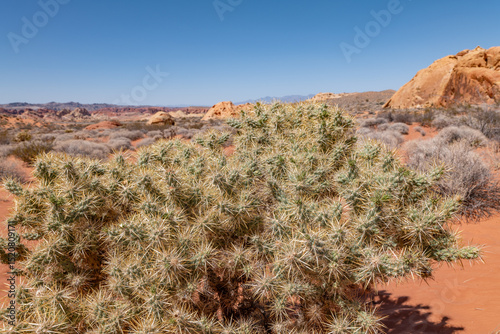 Cylindropuntia echinocarpa is a species of cactus, silver cholla, golden cholla, and Wiggins' cholla. Opuntia echinocarpa. Rainbow Vista Trail, Valley of Fire State Park, Clark County, Nevada photo