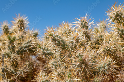 Cylindropuntia echinocarpa is a species of cactus, silver cholla, golden cholla, and Wiggins' cholla. Opuntia echinocarpa. Rainbow Vista Trail, Valley of Fire State Park, Clark County, Nevada photo