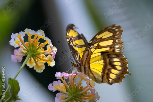 Malachite (Siproeta stelenes) butterfly nectaring . High quality photo