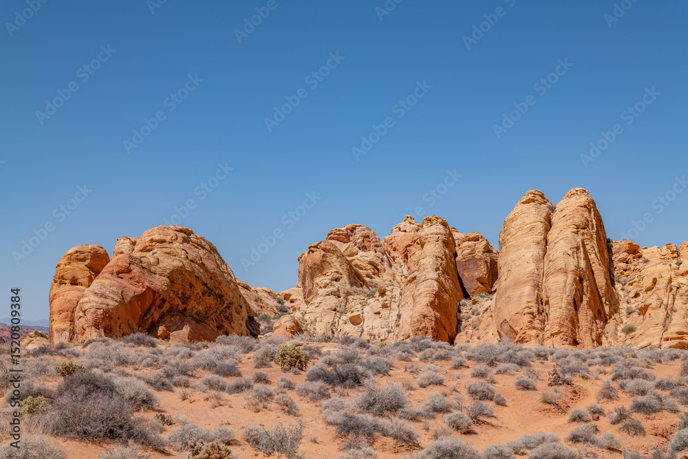 Fototapeta premium Coleogyne ramosissima or blackbrush, is a low lying, dark grayish-green, aromatic, spiny, perennial, soft wooded shrub, Rainbow Vista Trail, Valley of Fire State Park, Clark County, Nevada
