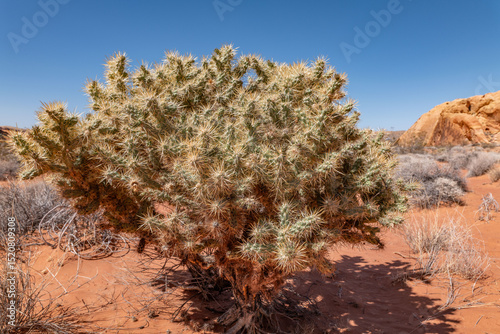 Cylindropuntia echinocarpa is a species of cactus, silver cholla, golden cholla, and Wiggins' cholla. Opuntia echinocarpa. Rainbow Vista Trail, Valley of Fire State Park, Clark County, Nevada photo
