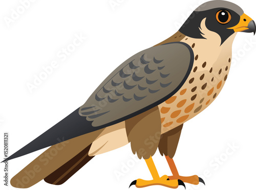 Peregrine falcon bird in elegant realistic illustration vector design