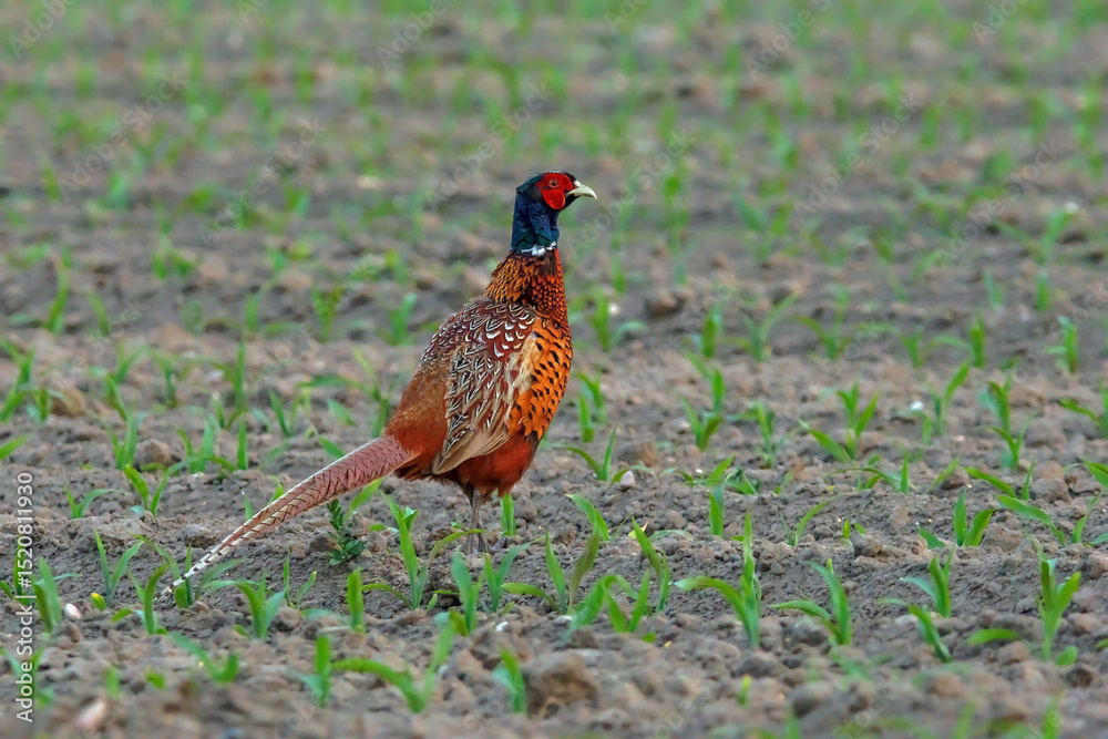 custom made wallpaper toronto digitalFasanenhahn