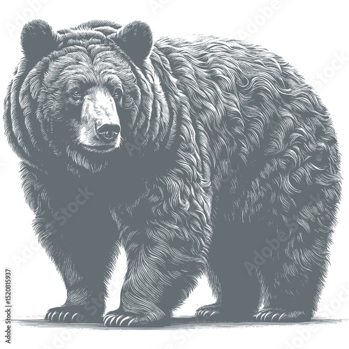 bear vector