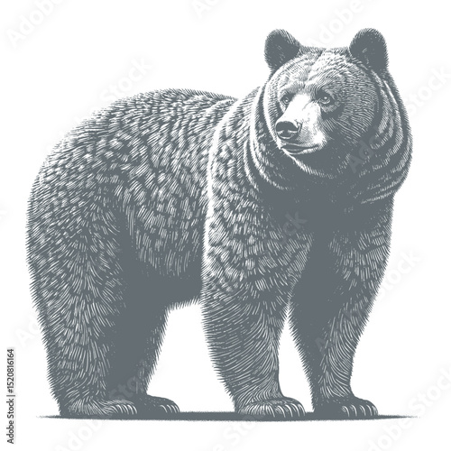 bear vector