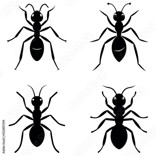 Four Black Ant Silhouettes in Different Poses on White Background for Educational Use