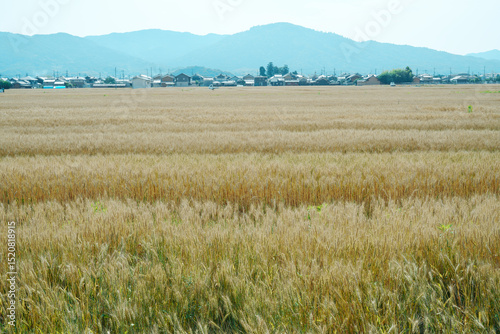 三輪山の麓に広がる小麦畑
