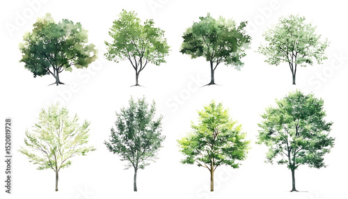 Variety of watercolor tree illustrations on transparent background png cutout
