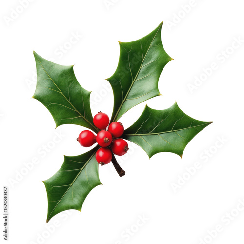 Green holly leaves and red berries arranged naturally, realistic style, isolated on transparent background. Concept of Christmas decoration symbol