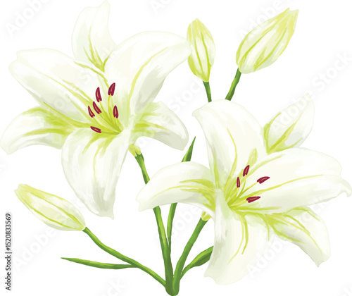 White lily botanical painting illustration