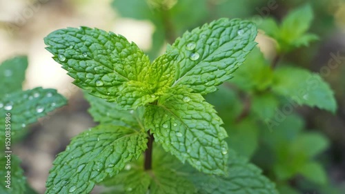 Fresh mint leaves with water droplets captured in close-up, natural texture
