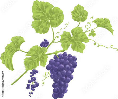 Purple vine grape floral botanical painting illustration