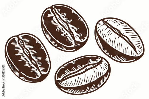 coffee beans vector