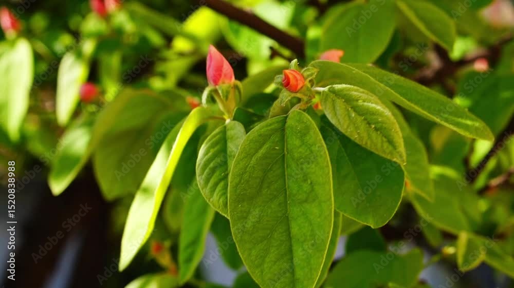 Close-up of video recording of swaying of beautiful branch of persimmon tree with fleecy large leaves and bright pink flowers at beginning of flowering. Delicate petals are spiraled counterclockwise Close-up of video recording of swaying of beautiful branch of persimmon tree with fleecy large leaves and bright pink flowers at beginning of flowering. Delicate petals are spiraled counterclockwise