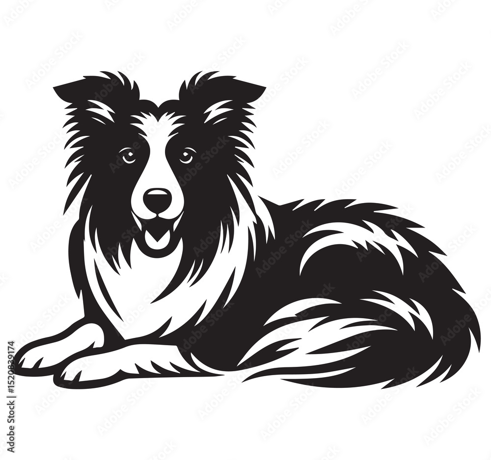 Fototapeta premium Detailed Monochrome Black and White Border Collie Dog Illustration Relaxed Lying Down Pose Vector Graphic Artwork Style