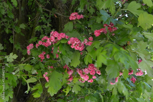 A branch of a tree (Crataegus) is covered in clusters of small pink blossoms and vibrant green leaves.
