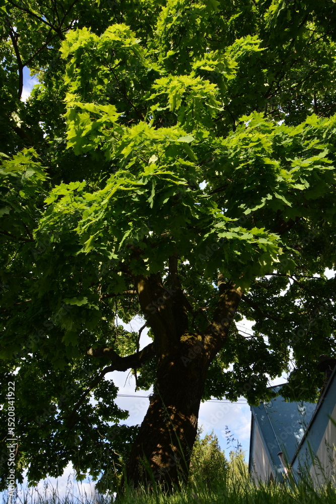 A large, vibrant green tree with a thick, dark trunk dominates the frame against a bright sky, conveying natural strength. A large, vibrant green tree with a thick, dark trunk dominates the frame against a bright sky, conveying natural strength.