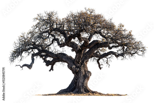 Ancient, gnarled tree with sprawling branches, isolated on a transparent background background removed