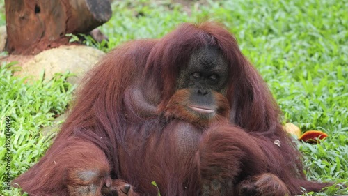 The Sumatran orangutan is one of the three species of orangutans. Critically endangered, and found only in the north of the Indonesian island of Sumatra, it is rarer than the Bornean orangutan but mor