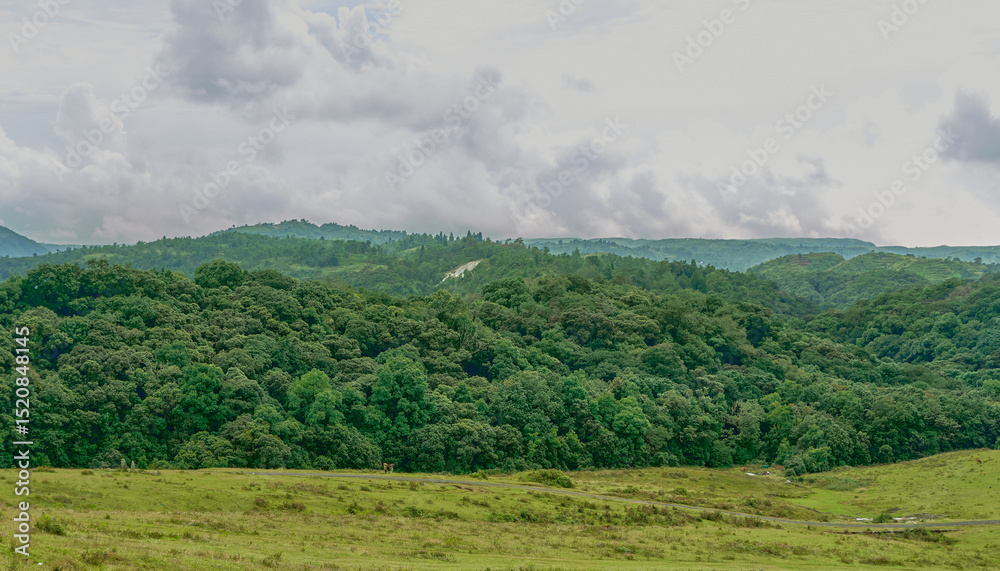 Obraz premium Mawphlang Sacred Forest in Meghalaya, India