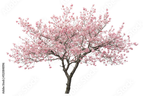 A blossoming pink cherry tree, isolated on a transparent background, showcasing its delicate flowers and sturdy branches background removed