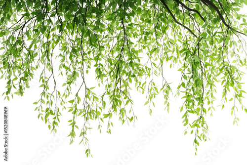 Green leaves hanging from branches, creating a lush, natural scene background removed