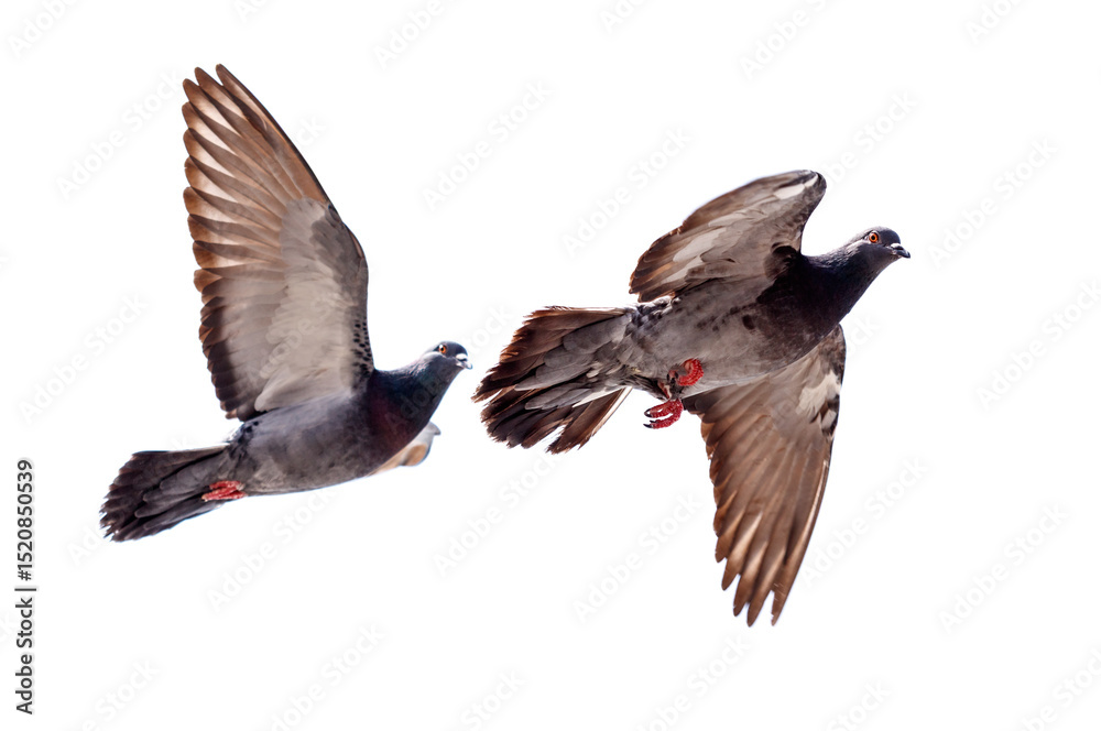 Obraz premium Two pigeons flying in the sky, one of them is eating