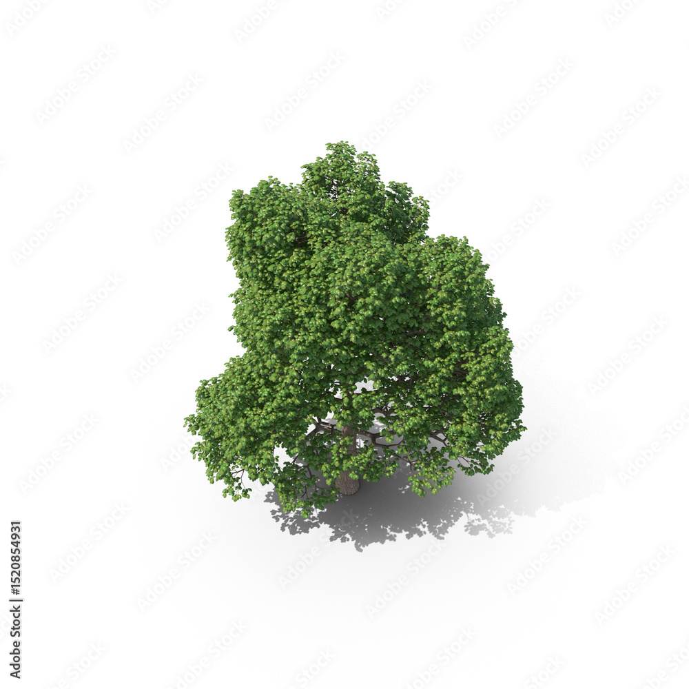 Obraz premium Top View Tree PNG