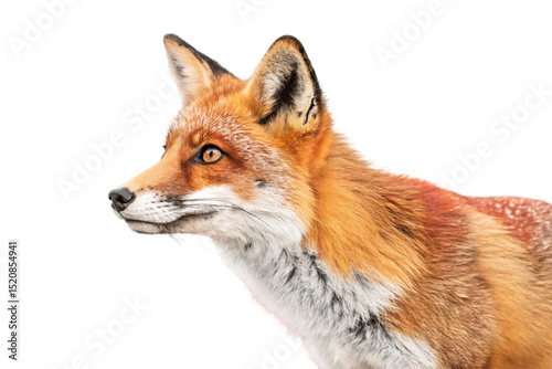 Red fox Vulpes vulpes, a cute young wild mammal predator, isolated on a white background