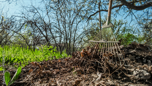 Fan rake for cleaning autumn dry leaves in garden. Closeup of rake tines collecting old leaves, seasonal yard work in sunny backyard
