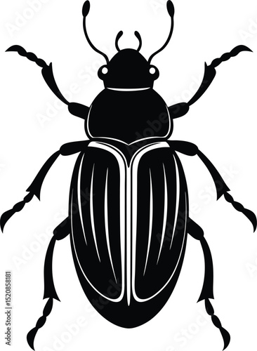 black beetle isolated on white background
