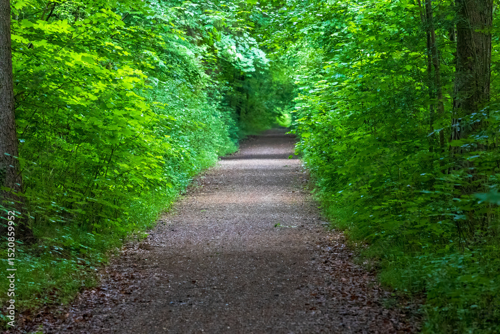 Obraz premium Straight forest trail lined with Acer and Fagus species