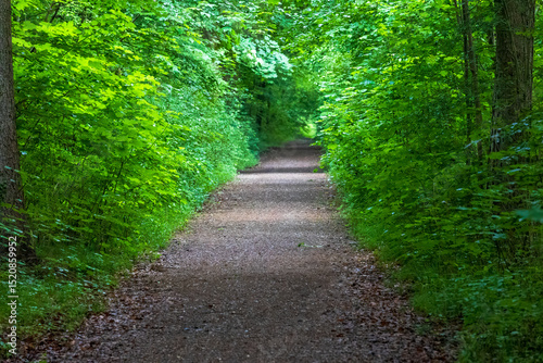 Straight forest trail lined with Acer and Fagus species