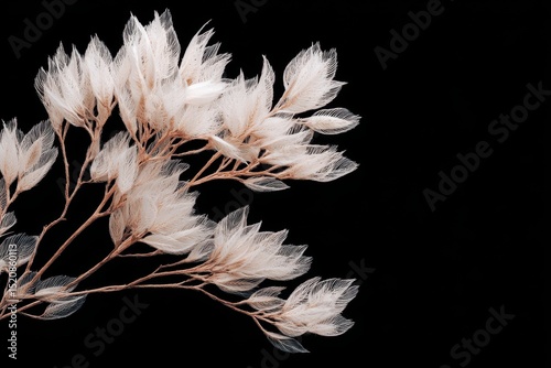 light peach color leaves on black background