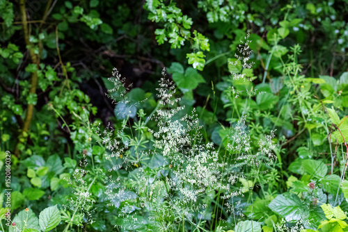 Delicate inflorescence of Deschampsia cespitosa in forest margin