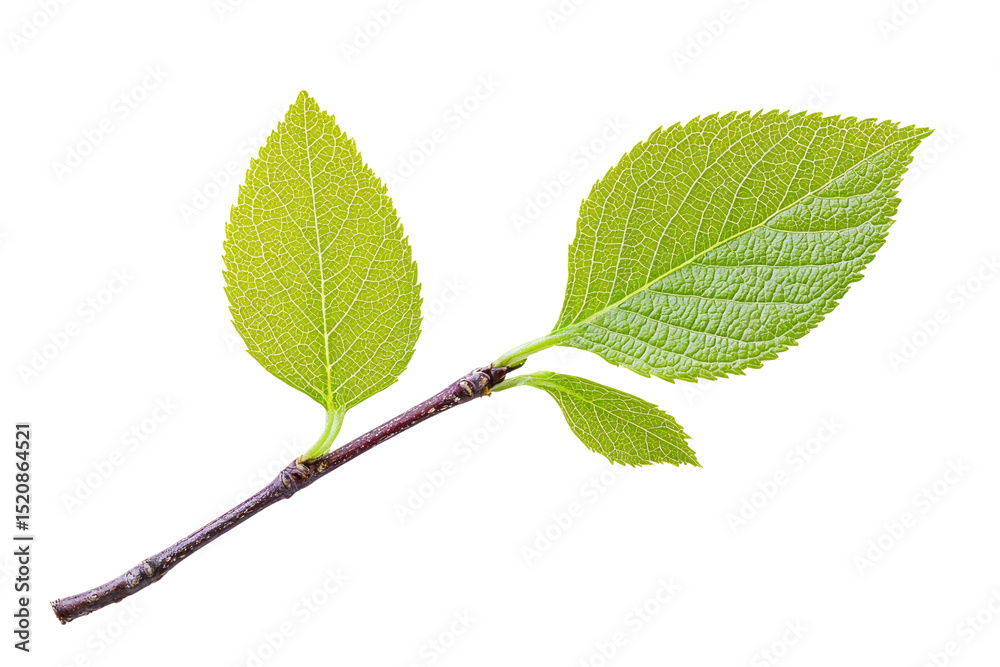 Fototapeta premium A sprig with two vibrant green leaves, showcasing intricate leaf veins, isolated on a transparent background background removed