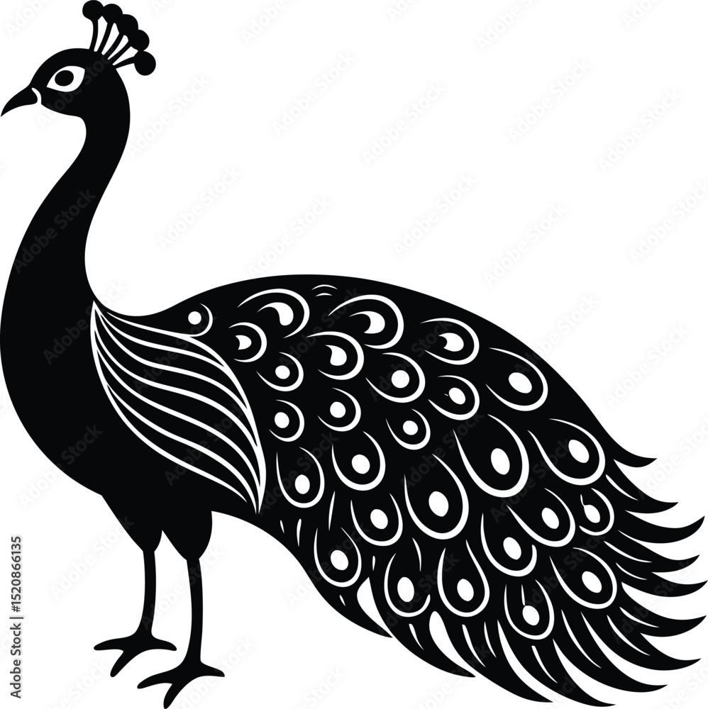 Fototapeta premium peacock vector illustration