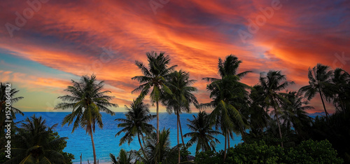 Evening scene view of palm trees at sunset. Silhouette palm tree at tropical beach background