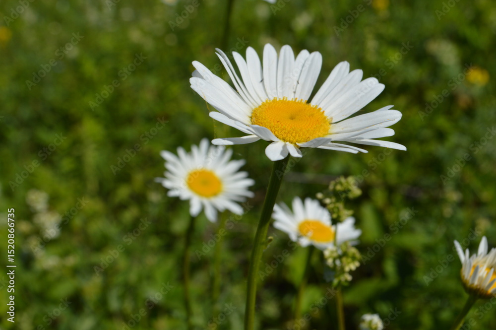 daisies in the grass daisies in the grass