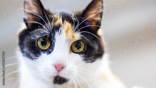 A calico cat that has striking yellow eyes gazes directly at the camera