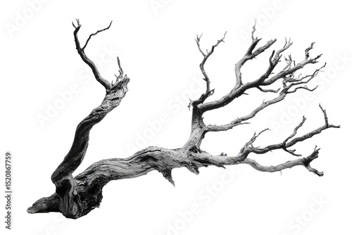 A grayscale image of a gnarled, dead tree branch isolated on a transparent background background removed