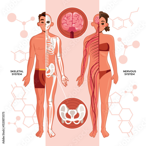Human Body Anatomy Flat Composition