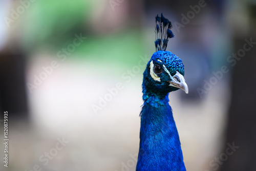 Pfau auf dem Bauernhof