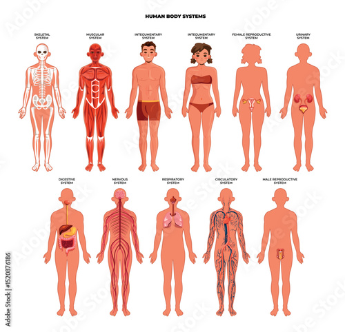 Human Body System Flat Set
