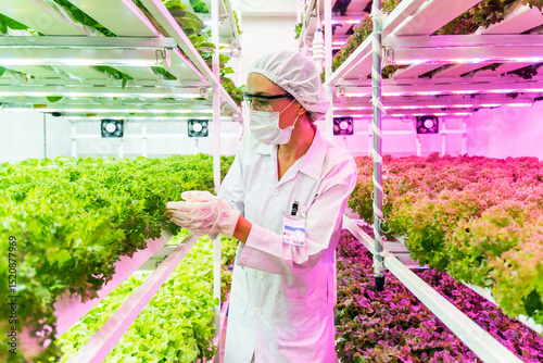 Tableau sur toile Scientist examines leafy greens in a vertical hydroponic farm with LED lighting