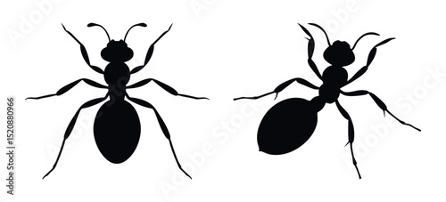 Set of two black ant insect silhouettes design.