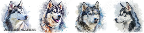 Husky Dog Watercolor Portraits Set, Isolated on White Background, Vector Illustration